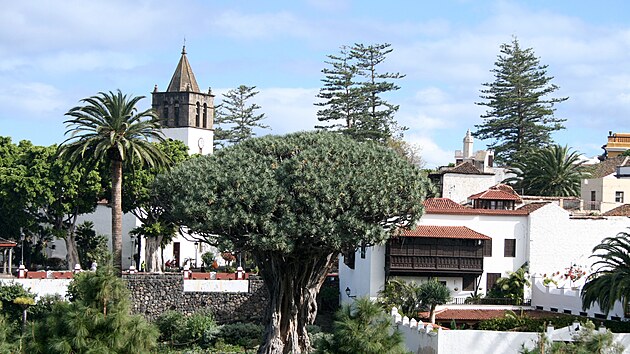 Ide�ln� z�kladnou pro v�lety po Tenerife je m�ste�ko Icod de los Vinos, kter� pat�� mezi nejstar�� na ostrov�.