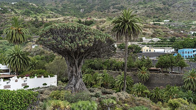 Strom El drago milenario (Tis�cilet� drak) je p�es �estn�ct metr� vysok� a stal se p��rodn�m symbolem Tenerife.