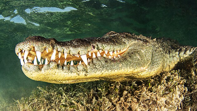 Krokod�l v mexick�m jeze�e Casa Cenote na poloostrov� Yucatan v Mexiku