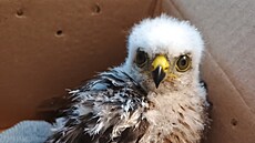 Extrémní vlna veder si vybrala krutou da� v Moravskoslezském kraji. Záchranná...