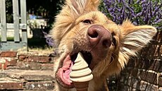 Majitelé ps� si oblíbili psí zmrzlinky Pup Ice. Jedno balení vyjde na 90 korun....