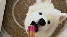 Majitelé ps� si oblíbili psí zmrzlinky Pup Ice. Jedno balení vyjde na 90 korun....