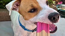 Majitelé ps� si oblíbili psí zmrzlinky Pup Ice. Jedno balení vyjde na 90 korun....