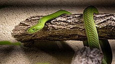 Mamba zelená v Safari Parku Dv�r Králové