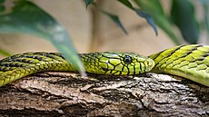 Mamba západoafrická v Safari Parku Dv�r Králové
