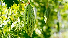 karela