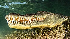 Krokodýl v mexickém jeze�e Casa Cenote na poloostrov� Yucatan v Mexiku