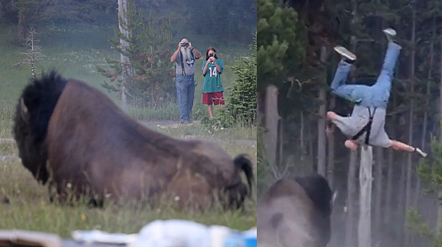 Rozzuřený bizon zaútočil v parku na turistu a vyhodil ho vysoko do vzduchu