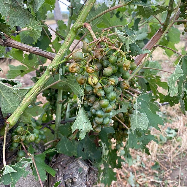 Deset minut a je po vinobraní. Supercela pustošila vinice, zničila velkou část úrody