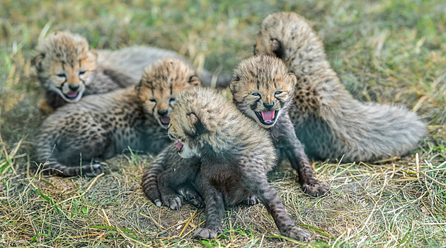 Pět rošťáků v pražské zoo. Malí gepardi se připravují na návštěvníky