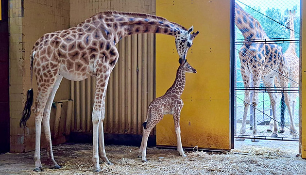 V ostravské zoologické zahradě se narodilo mládě žirafy. Po 11 letech