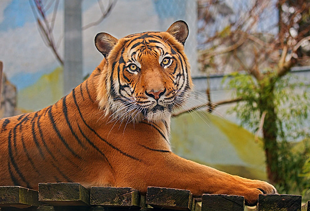 Ústecký tygr Bulan odcestoval do Anglie. Chov tygrů malajských v zoo tak skončil