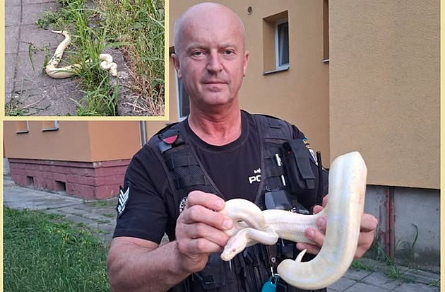 Ženu vylekala u domu v Přerově uprchlá bílá krajta. Strážníci ji vrátili chovateli