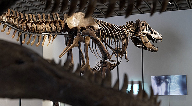 Chcete vzácnou kostru T-rexe? Jedna jde do dražby, cena startuje na 400 milionech