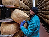 Zam�stnanec otá�í bochníkem sýra Parmigiano Reggiano v sýrárenském skladu...