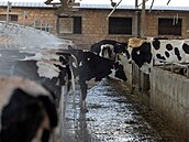 Krávy �ekají v krmné chodb� v mlé�né farm� Bertinelli v italském Medesanu....
