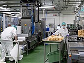 Pracovníci krájejí a skládají ty�inky sýra Parmigiano Reggiano na balicí lince ...