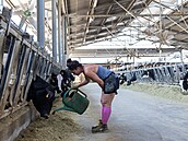 Správkyn� stáje v mlé�né farm� Bertinelli v italském Medesanu navlh�uje skotu...