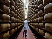 Kontrolor kvality poklepává na bochníky sýra Parmigiano Reggiano, aby odhalil...