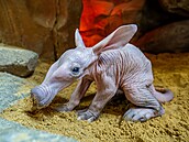 V olomoucké zoologické zahrad� se narodilo mlád� vzácn� chovaného hrabá�e...