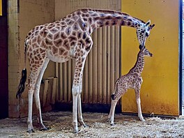 V ostravské zoologické zahrad� se po 11 letech narodilo mlád� �irafy. Je to...