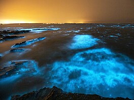 Jak je mo�né, �e mo�e v noci svítí? Tajemství jevu zvaného bioluminiscence se...