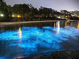 Nejlep�í podmínky na pozorování bioluminiscence p�icházejí obvykle od konce...