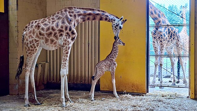 V ostravské zoologické zahradě se narodilo mládě žirafy. Po 11 letech