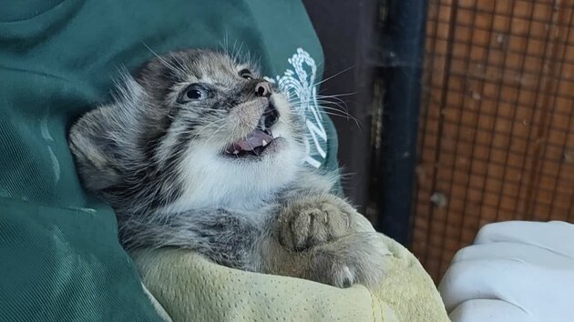 Manul d�ky sv� neoby�ejn� hust� srsti vypad� mnohem v�t��, ne� ve skute�nosti je, a dokonale zvl�d� �ivot v drsn�ch horsk�ch oblastech st�edn� Asie.