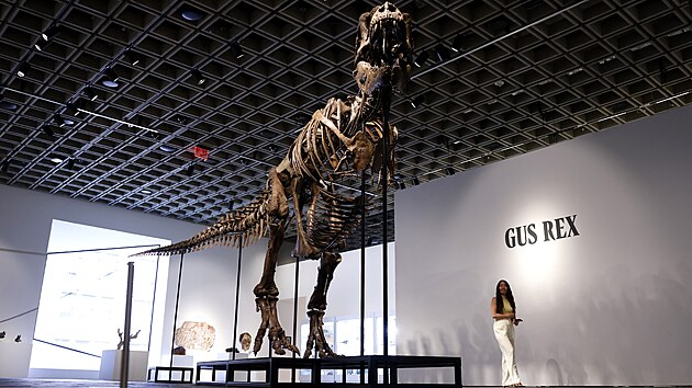 Auk�n� s�� Sotheby�s p�edstavila letn� sezonu dra�eb. Nejv�t�� pozornost upoutala kostra Tyrannosaura rexe p�ezd�van�ho Gus Rex s odhadn� hodnotou 20 a� 30 milion� dolar�. (2. �ervence 2026)