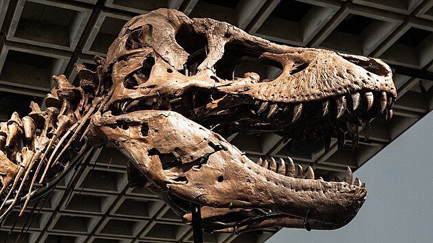 Auk�n� s�� Sotheby�s p�edstavila letn� sezonu dra�eb. Nejv�t�� pozornost upoutala kostra Tyrannosaura rexe p�ezd�van�ho Gus Rex s odhadn� hodnotou 20 a� 30 milion� dolar�. (2. �ervence 2026)