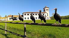 Ostravská zoo se zapojila do záchrany ibisů skaln�­ch ve � panÄ�lsku