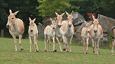 Zoo Ostrava odchovává Ä�tyři mláÄ�ata vzácných oslů onagerů