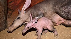 V Olomouck�© zoo se narodil mládÄ� vzácnÄ� chovan�©ho hrabáÄ�e kapsk�©ho