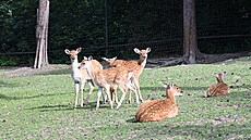 V olomouck�© zoo se letos narodilo 11 kolouchů vzácn�©ho siky vietnamsk�©ho