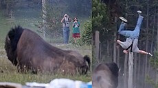 Ob�í bizon v Yellowstonu vymr�til mu�e n�kolik metr� do vzduchu