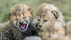 Pater�ata ohro�eného geparda �tíhlého se v Zoo Praha narodila 18. �ervna 2026....