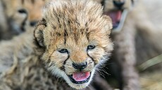 Pater�ata ohro�eného geparda �tíhlého se v Zoo Praha narodila 18. �ervna 2026....