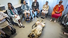 Fenka kavkazského pasteveckého psa Kleopatra trp�liv� �eká, kdo se s ní po�ádn�...
