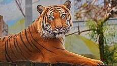 Samec tygra malajského jménem Bulan byl v ústecké zoo od roku 2019. P�ed pár...