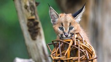 Dv� kv�tnová ko�ata karakal� v Zoo Praha p�i�la na sv�t pod �irým nebem, a...