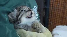 Manul díky své neoby�ejn� husté srsti vypadá mnohem v�t�í, ne� ve skute�nosti...