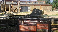 Bala se p�ipravuje na p�esun z Liberce, ve výb�hu u� má cvi�ný kontejner....