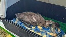 Zran�nou labu� zachránili pracovníci záchranné stanice ze Zoo Hluboká a hasi�i.
