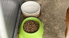 Do mohelnického útulku n�kdo vnikl a p�ipravil ps�m �hostinu�, která skon�ila...