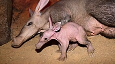 V olomoucké zoologické zahrad� se narodilo mlád� vzácn� chovaného hrabá�e...