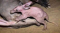 V olomoucké zoologické zahrad� se narodilo mlád� vzácn� chovaného hrabá�e...