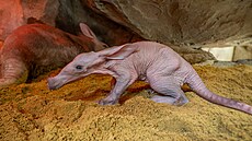 V olomoucké zoologické zahrad� se narodilo mlád� vzácn� chovaného hrabá�e...