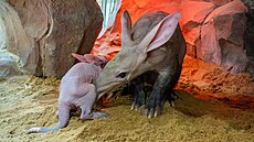 V olomoucké zoologické zahrad� se narodilo mlád� vzácn� chovaného hrabá�e...