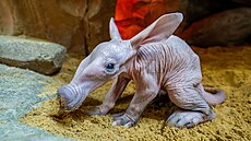V olomoucké zoologické zahrad� se narodilo mlád� vzácn� chovaného hrabá�e...